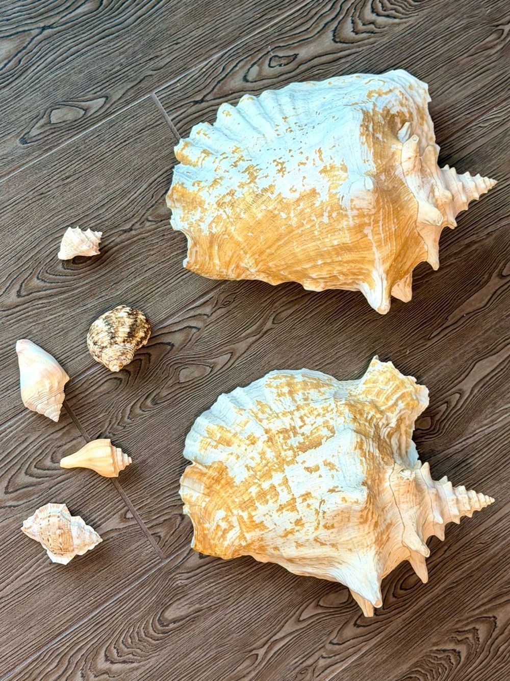 Vintage Large Queen Conch Shell Lot 11" & 10" Coastal Beach Decor Accent 7pc - Picture 3 of 3